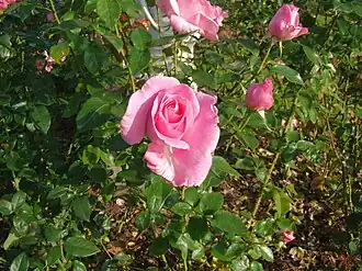 Image illustrative de l’article Rose de Rennes