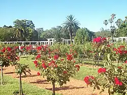 Image des rosiers au centre du parc.