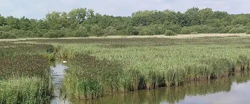 Roselière de l'étang de Virelles.