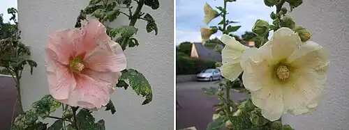 Même plant entre les mois de septembre et de juillet.