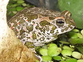 Description de l'image Rospo smeraldino.JPG.