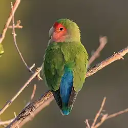 Oiseau au plumage vert et à la queue bleue.