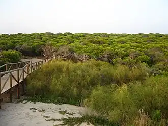 Pinède maritime de la plage de Punta Candor