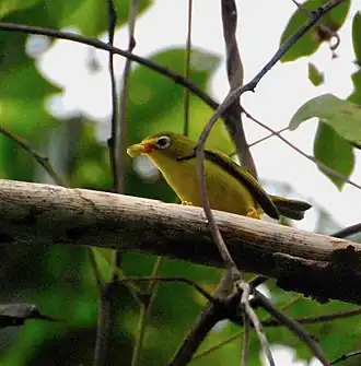 Description de l'image Rota White-eye imported from iNaturalist photo 50328212 on 1 October 2021.jpg.