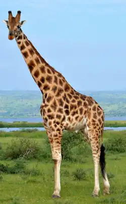 Girafe de Rothschild (Parc national Murchison Falls, Ouganda).