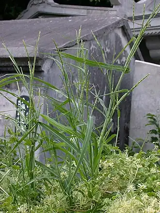 Description de cette image, également commentée ci-après