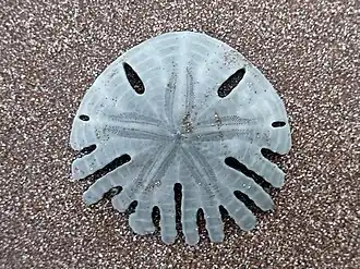 Rotula deciesdigitatus (Rotulidae).