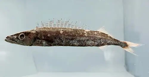 Promethichthys prometheus