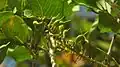 Jeunes fruits de Roupala montana (probablement Roupala pyrifolia Knight, 1809)