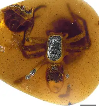 Description de l'image Rspb20211279f01 crop.jpg.