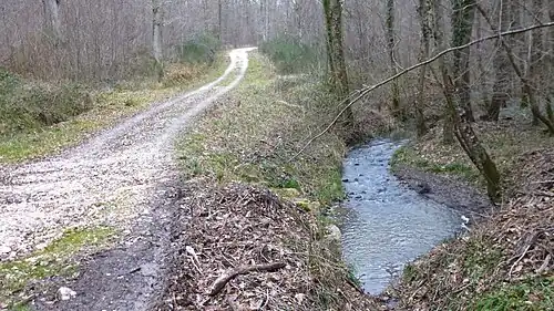 Bois de Glatigny :5e&nbsp;branche, venantde l'étang de la Culotte