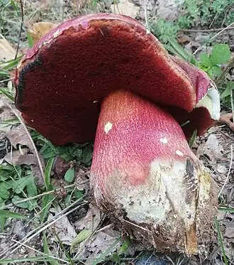 Le Bolet du Val Demone (Rubroboletus demonensis)