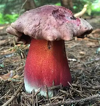 Le Bolet rouge sang (Rubroboletus rubrosanguineus)