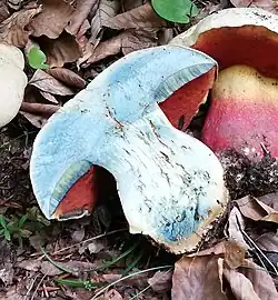 Bleuissement modéré à la coupe, bleu ciel