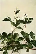 Rubus flagellaris
