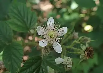 Description de l'image Rubus koehleri kz02.jpg.