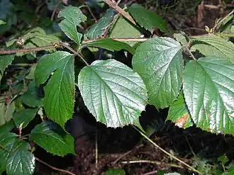 Description de l'image Rubus_promachonicus1.jpg.