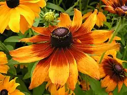 « Bull's eye », « œil de bœuf » rouge chez Rudbeckia hirta