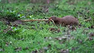 Mangouste déterrant un serpent, son repas favoris