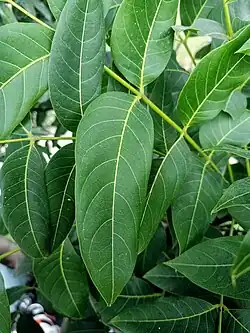 Photographie en couleurs de feuilles ovales d'un vert intense.