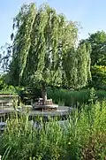 Le saule pleureur (Salix babylonica) au milieu de l'étang