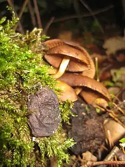 Psathyrelle hydrophile (Psathyrella piluliformis)