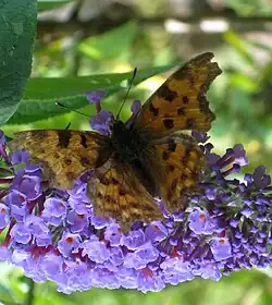 Robert-le-Diable (Polygonia c-album) sur B. davidii.