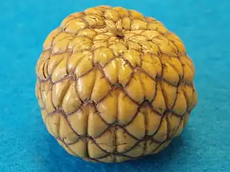 Description de l'image Rumbia-fruit-763034.jpg.