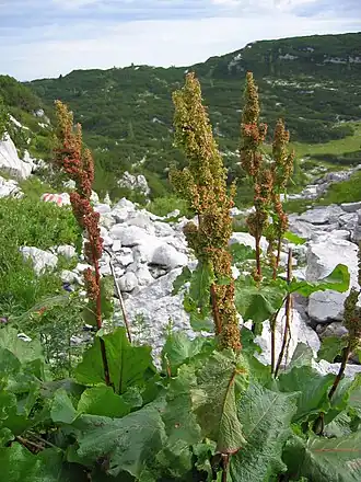 Rumex alpinus indique un hydromorphisme induit sur un sol en altitude.