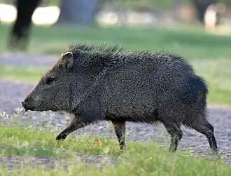 Description de l'image Running Javelina.jpg.