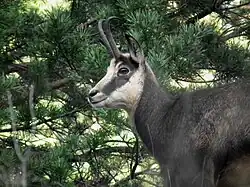 Chamois des Balkans dans la forêt du Fraktó.