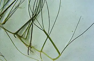 Description de l'image Ruppia_maritima.jpg.