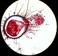 Après maturation, un cléistothèce de Microsphaera&nbsp;(en) libère des ascospores (vue au microscope).