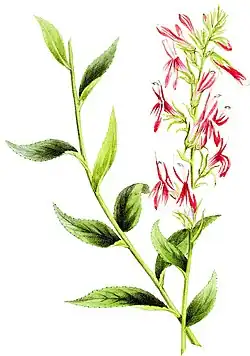 Lobelia cardinalis