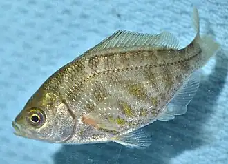 Hysterocarpus traskii