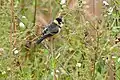 Mâle (Mato Grosso, Brésil)