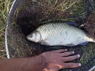 Description de l'image Rutilus pigus.png.