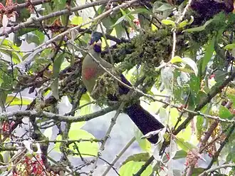 Description de cette image, également commentée ci-après