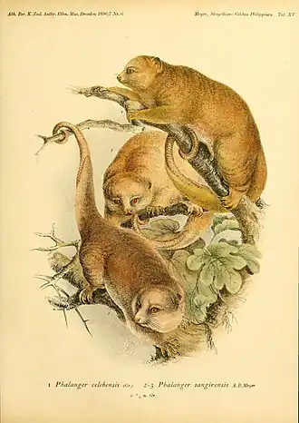 Description de l'image Säugethiere vom Celebes- und Philippinen-Archipel (Taf. XV) (5984632555).jpg.