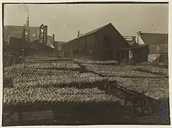Séchage des sardines à Douarnenez au début du XXe siècle