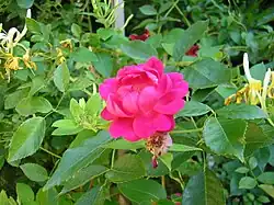 Rose et chèvrefeuille.