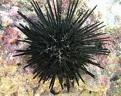 Stomopneustes variolaris (Stomopneustoida).