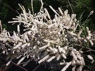 Description de l'image SALADES DE CONILL (Tamariu) - IB-203.JPG.