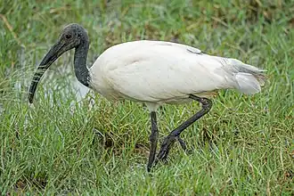 Ibis à tête noire