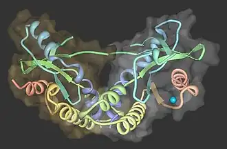 Image illustrative de l’article STING (protéine)