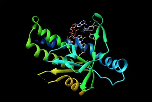 Protéine STING liée au GAMPc (en haut sur l'illustration) (PDB&nbsp;4KSY).