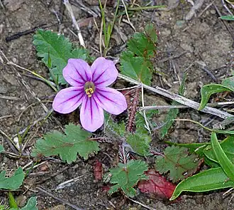 Description de l'image STORKBILL, LONG-BEAKED (erodium botrys) (3-24-07) canet (535371010).jpg.