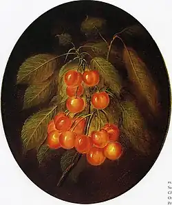 Cerises, vers 1860.