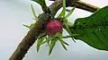 infrutescence