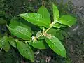 rameau fleuri